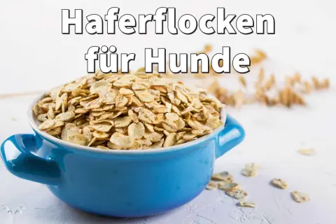 Blaue Schüssel mit Haferflocken für Hunde, roh oder gekocht, als gesunde Beilage.