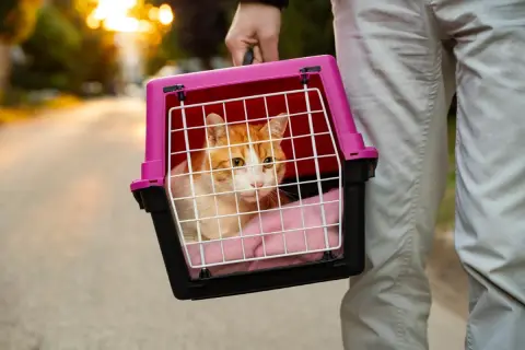 Jak oddać transporter dla kota za darmo? Bezpiecznie i sprawnie!