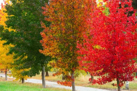 Un chemin serpente à travers des liquidambar arbres aux couleurs flamboyantes d'automne : jaune, vert, orange et rouge vif.
