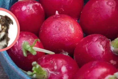 Czy pies może jeść rzodkiewkę? Na zdjęciu widać soczyste rzodkiewki i uśmiechniętego psa, co sugeruje, że może być to bezpieczna przekąska.