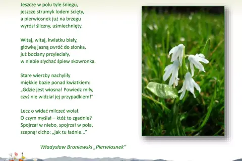 Wiersz o wiośnie Władysława Broniewskiego „Pierwiosnek”. Białe kwiaty przebijają się przez zieloną trawę, symbolizując nadejście wiosny.