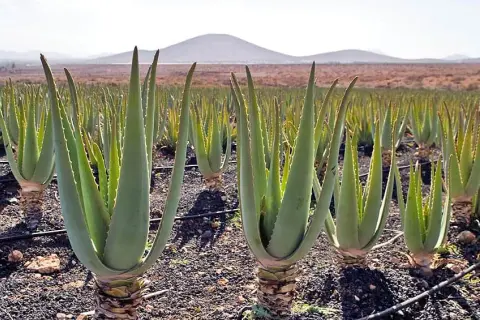 Teneryfa: Co przywieźć? Smaki, aloes i unikalne pamiątki