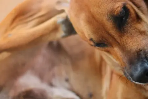 Perro marrón se rasca la oreja, sufriendo por piojos en perros.
