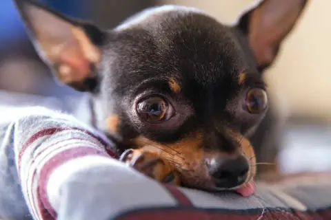 Cómo llora un perro y qué significa su llanto emocional