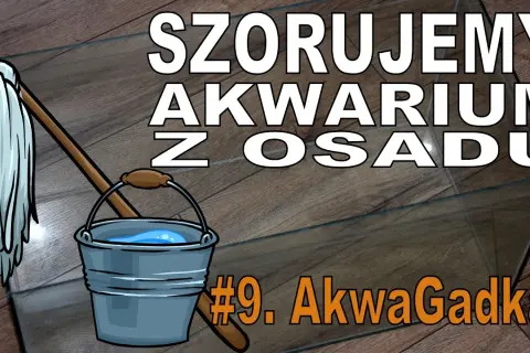 Jak wyczyścić akwarium z osadu: 6 skutecznych metod