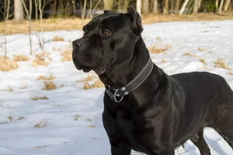 Czarny pies rasy Cane Corso w zimowym krajobrazie. Czy cane corso są groźne? Ten pies wygląda na spokojnego i czujnego.