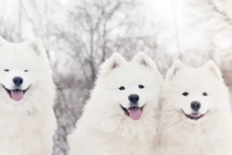 Trzy uśmiechnięte samoyedy w śnieżny dzień. Zastanawiasz się, samoyed ile żyje? Zwykle 12-14 lat.