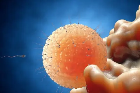 Spermatozoa otaczają komórkę jajową, ilustrując proces zapłodnienia. Czy podczas antykoncepcji jest owulacja? To pytanie kluczowe dla skuteczności metod.