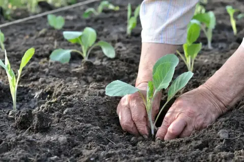 Dłonie sadzą młodą rozsada kapusty w żyznej ziemi.