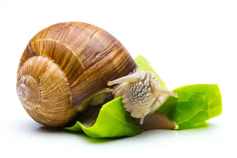 Una lumaca con la sua conchiglia marrone si sta nutrendo di foglie verdi. Questo ci mostra cosa mangiano le lumache: vegetazione fresca.