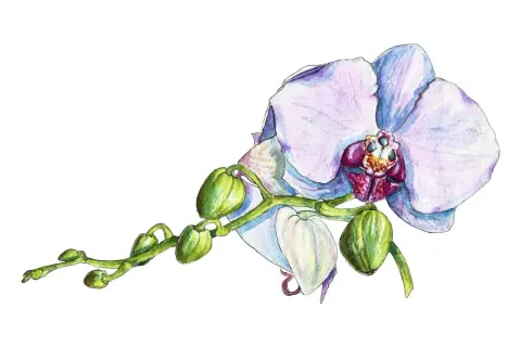 Delikatna akwarela przedstawia kwitnącą orchideę z pąkami. Orchidea znaczenie: piękno, miłość, siła.
