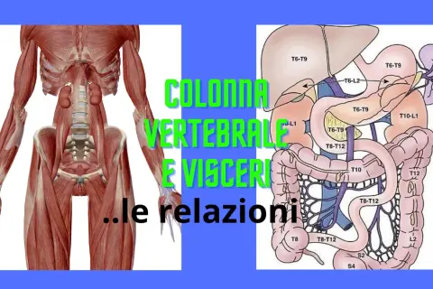 Anatomia: muscoli della colonna vertebrale e organi interni, con indicazioni sulle relazioni tra vertebre e visceri.