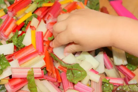 Kleine Hand greift nach bunter mangold baby Mischung. Bunte Stiele und Blätter liegen bereit zum Kochen.