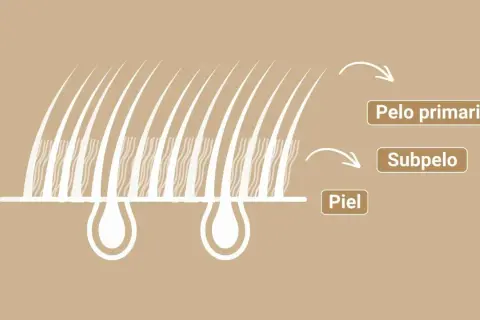 Ilustración de la piel y el pelaje de un perro, mostrando el pelo primario, subpelo y la piel.