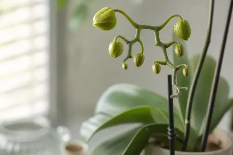 Des bourgeons verts promettent une nouvelle floraison. Voici comment faire refleurir une orchidée pour profiter de ses futures fleurs.