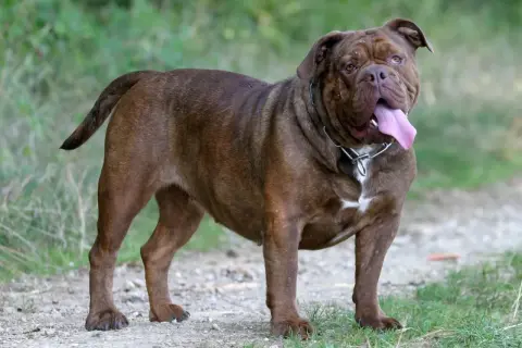 Ein kräftiger, brauner Old English Bulldog steht auf einem Feldweg, die Zunge weit herausgestreckt.