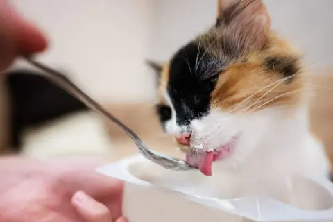 Gato tricolor saborea yogur de una cuchara, demostrando que los gatos pueden comer yogur.