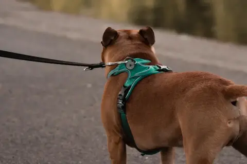 Perro marrón con un arnés turquesa y correa negra, listo para un paseo.
