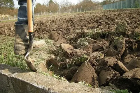 Osoba w gumowcach kopie łopatą zaoraną ziemię.