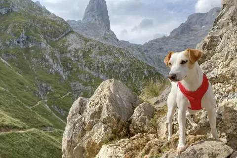 Un perro con arnés rojo posa en las rocas de los Picos de Europa, con senderos serpenteantes y picos imponentes al fondo.