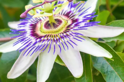 Passiflora właściwości: niezwykły kwiat o fioletowo-białych płatkach i purpurowych nitkach, symbolizujący spokój i relaks.