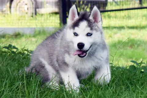 Ile kosztuje husky z hodowli? Poznaj ceny i kluczowe czynniki
