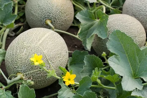 Reife Cantaloupe-Melonen wachsen im Garten. Keine Sorge, Melonen selber ziehen ist nicht giftig, sondern lecker!