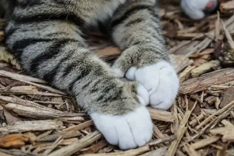 Łapki pręgowanego kota, który jest polydactyl, leżą na drewnianej ściółce.