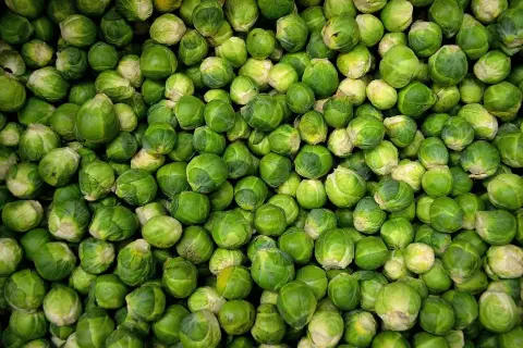 Un montón de coles de Bruselas verdes y frescas. ¡Los perros pueden comer coles de Bruselas, así que quizás tu mascota disfrute de un pequeño bocado!