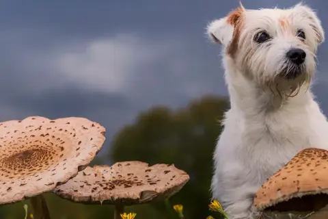 Czy pies może jeść grzyby? Bezpieczne grzyby i zagrożenia dla zdrowia.