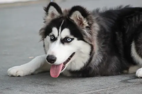 Piękny pies husky z niebieskimi oczami leży na ziemi, wystawiając język.