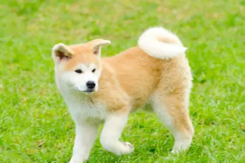 Uroczy szczeniak rasy akita inu bawi się na zielonej trawie, z charakterystycznym zakręconym ogonkiem.