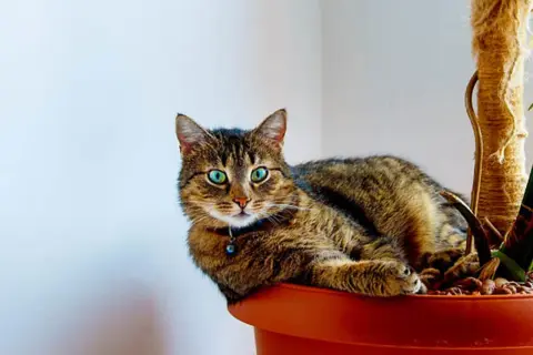 En randig katt med lysande gröna ögon vilar i en blomkruka, bredvid en klätterstolpe. En ampellilja katt som njuter av sin gröna oas.