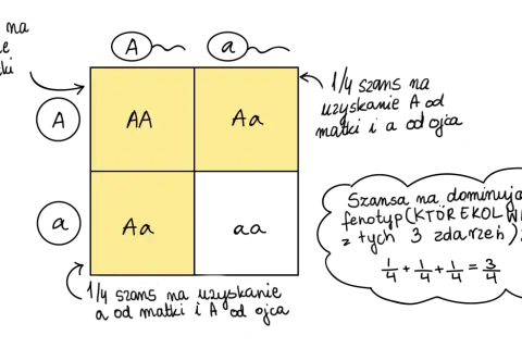 Krzyżówka hetmańska a klasyczna: różnice w logice gry. Diagram przedstawia genotypy AA, Aa, Aa.