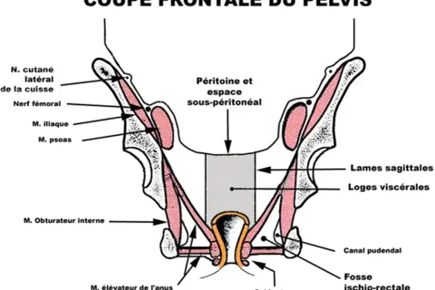 Coupe frontale du pelvis montrant les muscles, nerfs et structures anatomiques. La définition pelvienne est illustrée.