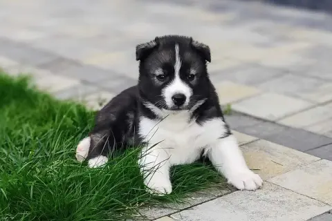 Ile kosztuje szczeniak husky? Poznaj ceny i ukryte wydatki