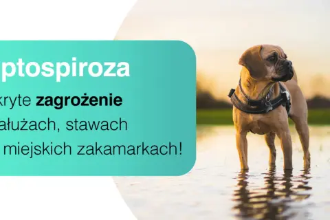 Pies w wodzie, ostrzeżenie przed leptospirozą – ukrytym zagrożeniem w kałużach i miejskich zakamarkach.
