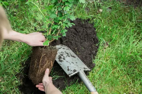 Hände pflanzen einen jungen Stachelbeerstrauch in lockere Erde. Eine Schaufel liegt daneben.