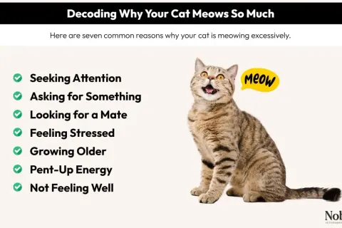 A tabby cat sits with its mouth open, as if asking "why does my cat meow so much?" The image lists reasons like seeking attention, stress, and health issues.