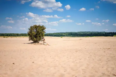Kobieta odpoczywa w cieniu samotnego drzewa na Pustyni Błędowskiej.