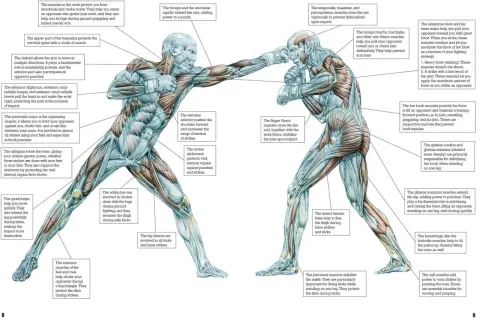 Muscles like the gluteus maximus and pectoralis major help you punch harder. The image shows how various muscles contribute to striking power.