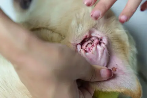 Hund mit entzündetem Ohr, dunklem Sekret und Haarausfall, möglicherweise durch Milben verursacht.