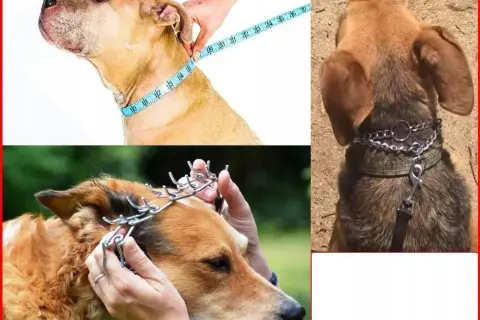 Jak zakładać kolczatkę dla psa, by uniknąć bólu i stresu?