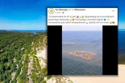 Gdzie zobaczyć foki nad Bałtykiem? Najlepsze miejsca i porady