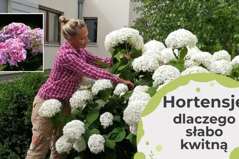 Dlaczego hortensja Anabelle nie kwitnie? Oto najczęstsze przyczyny