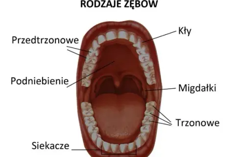 Które zęby to siekacze? Pełny przewodnik: funkcje, budowa, problemy