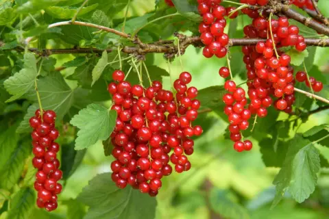 Reife rote Johannisbeeren hängen in Trauben am Strauch. Die Erntezeit ist gekommen!