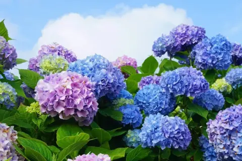 Bauernhortensie in voller Blüte, ein idealer Standort für diese farbenfrohen Sträucher.