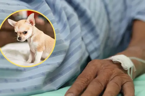 Mały piesek chihuahua, który zdechł po narkozie, smutno patrzy z kółka na rękę pacjenta podłączonego do kroplówki.
