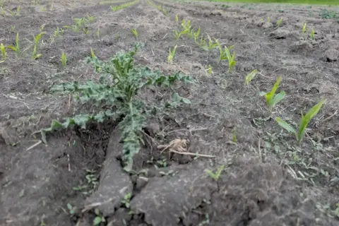 Młode rośliny kukurydzy rosnące w rzędach na polu, z jednym chwastem na pierwszym planie.